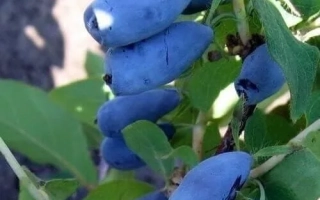 Голубой Десерт