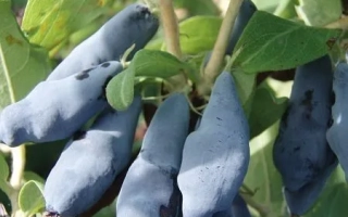 Гордость Бакчара