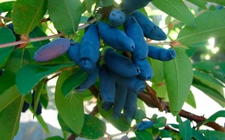 Гжельская Поздняя