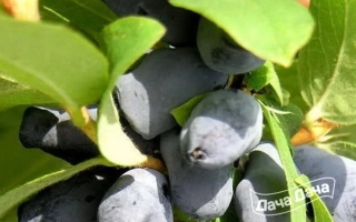 Гжельская Ранняя