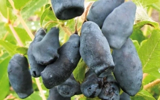 Подарок Агрофаку