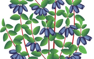 Подарок Саян