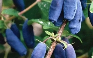 Скороплодная