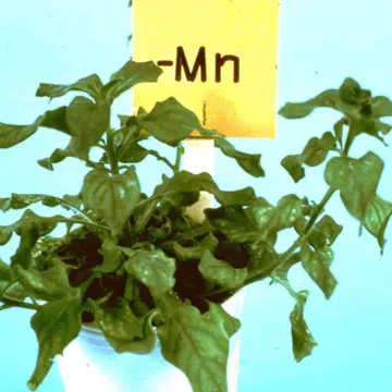 Марганець