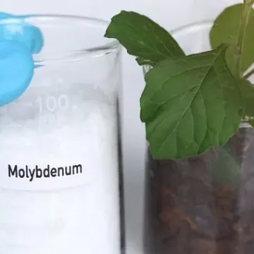 Molybdenum