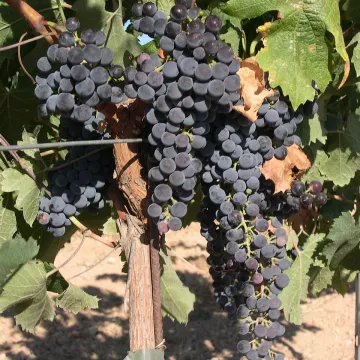 Merlot Khorus