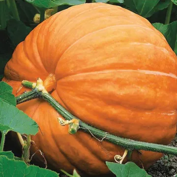 Big Max