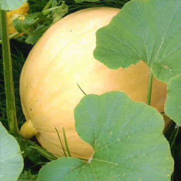 MELONOWA ZOLTA