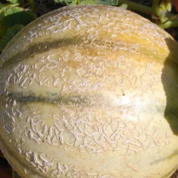 Чарентайс