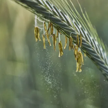 КВС Валентор