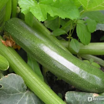 Verte petite dAlger