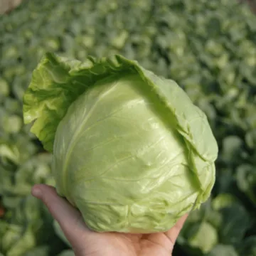 КУБИЦА
