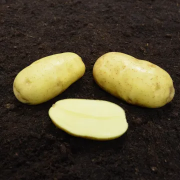 ЕЛЬ БЕЙДА