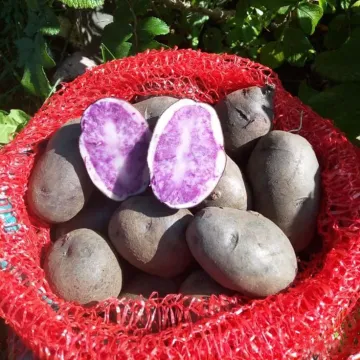 Сульська