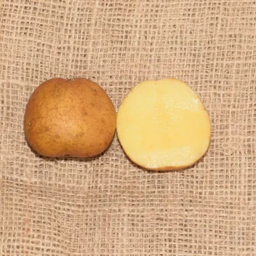 Харрієр