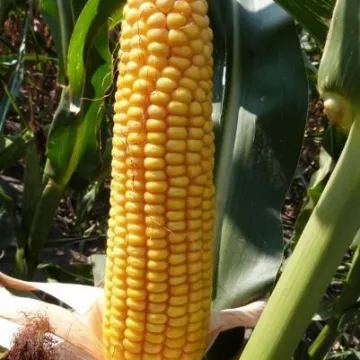 DKC3557