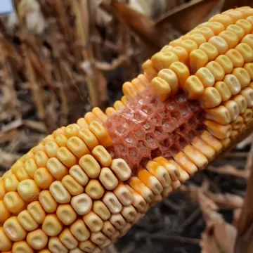 DKC3951