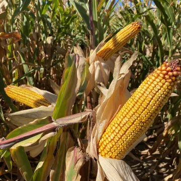 DKC4150