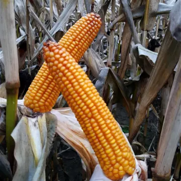 LID1033C