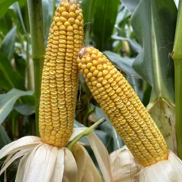 P85137