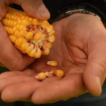 Farmistik