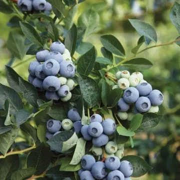 MINI Blues