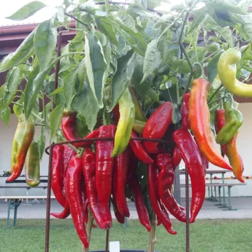 Tongua