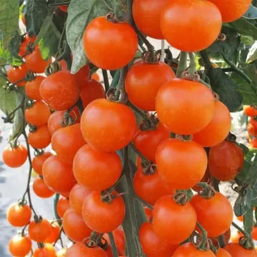 Aprikola
