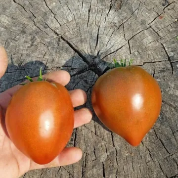 Grazioso