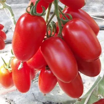 Delikano
