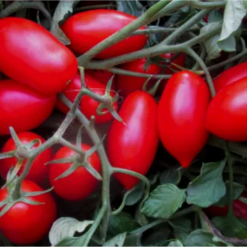 Cavaliere Rosso