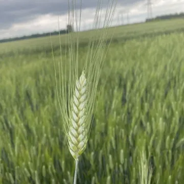 СОКРАТЕ