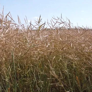 Cromputer
