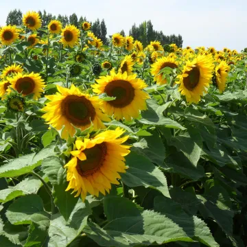 ІР Легат
