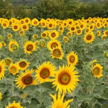 РЖТ ЕЛЛІОТ КЛП