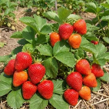 Каденза