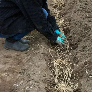 Гуелф Мілленніум