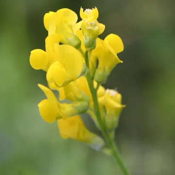 Лігум