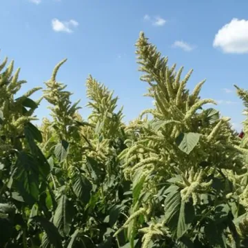 Харкивский 1