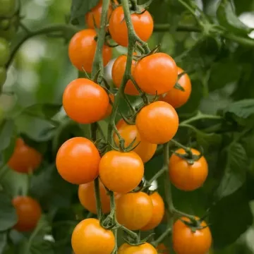 Эйджен F1