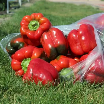 Красный рыцарь X3R F1