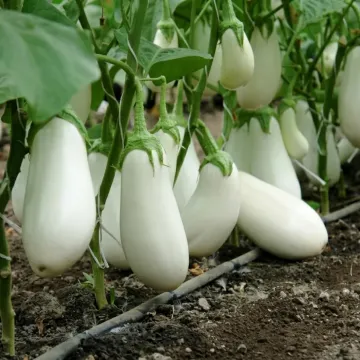 Bibo F1