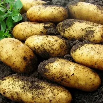 Ланорма