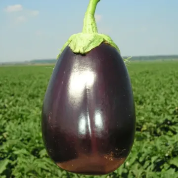 GALINE F1