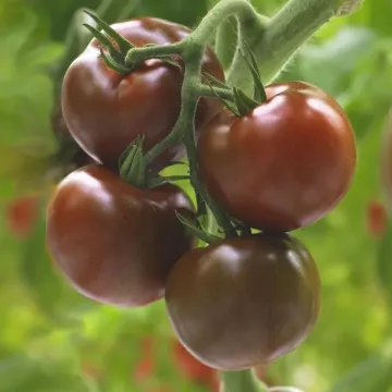 Growdena F1