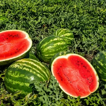 Кримсон Свит