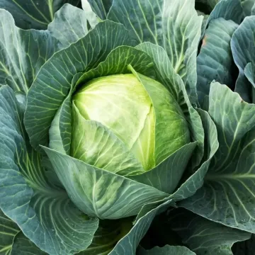 Kilaherb F1