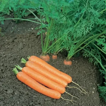 Дордонь F1