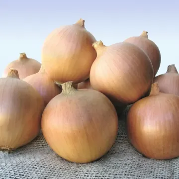 Сибір