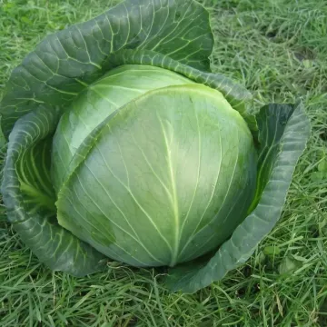 Амазон F1